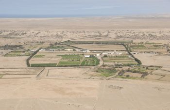 vestsahara_dakhla_tomatplantasje_350.jpg