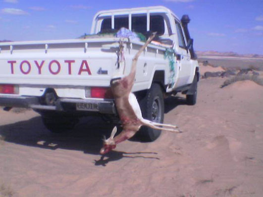 gazelles1.jpg