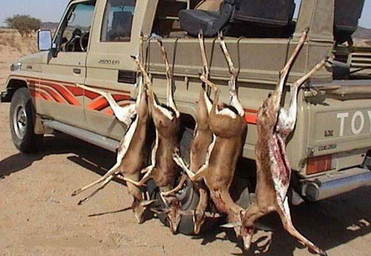 gazelles2.jpg