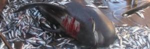 tn_pilot_whale_610_200.jpg