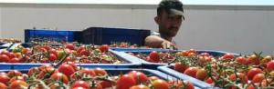 tn_e8aeeu-morocco-tomatoes.jpg